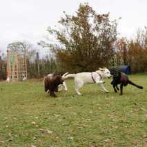 Hundeschule Conny 2022 