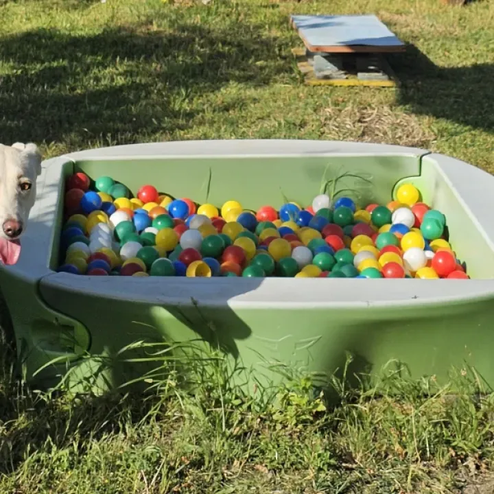 Spielerisches Lernen auf dem Hundeplatz