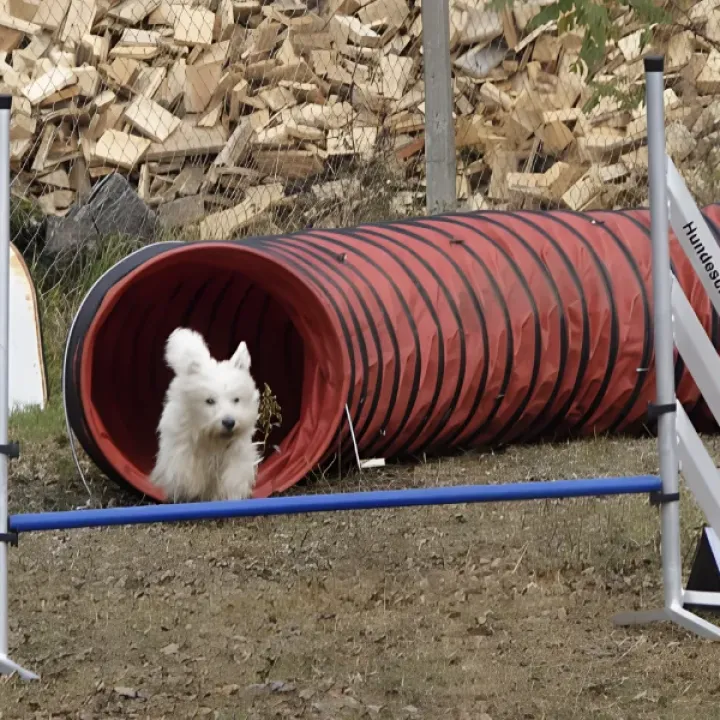 Tunneltraining auf dem Hundeplatz