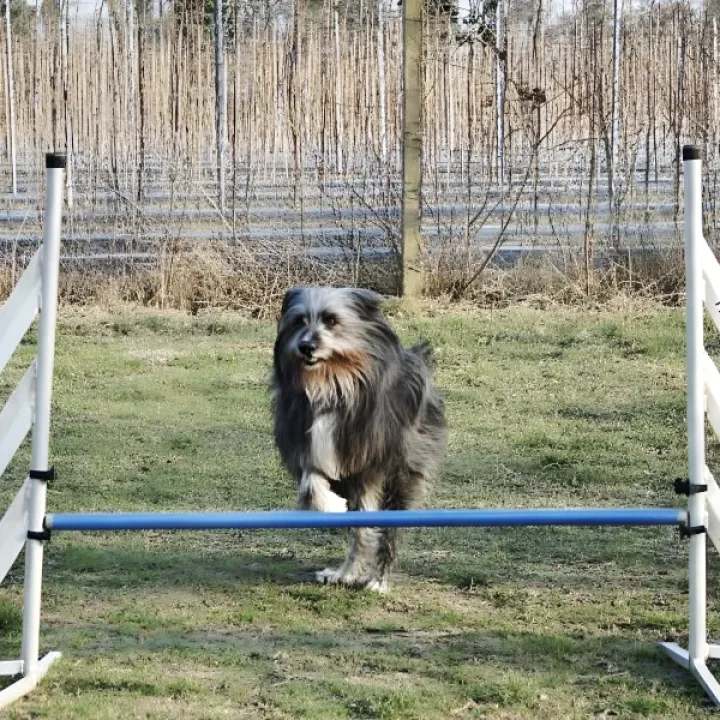 Hürdentraining auf dem Hundeplatz